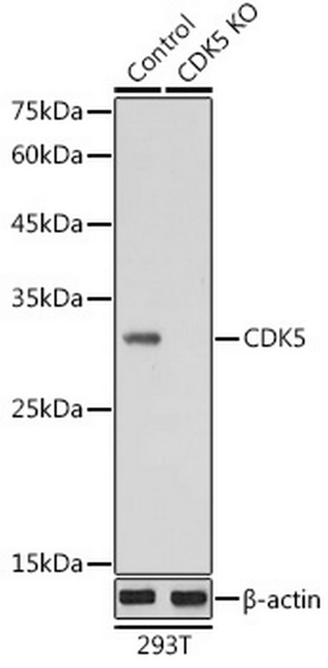 CDK5 Antibody