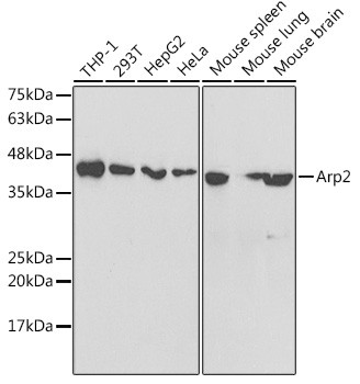 Arp2 Antibody in Western Blot (WB)