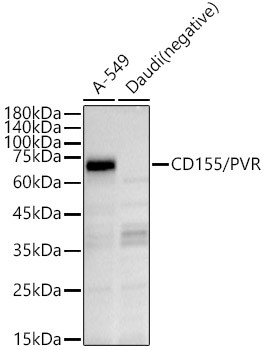 CD155 Antibody in Western Blot (WB)