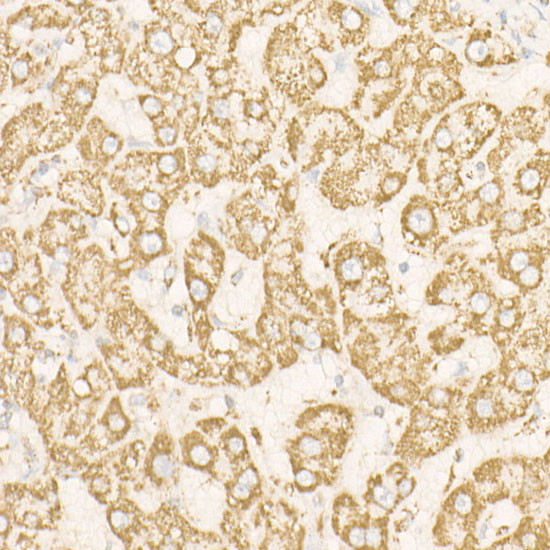 ATP Synthase beta Antibody in Immunohistochemistry (Paraffin) (IHC (P))