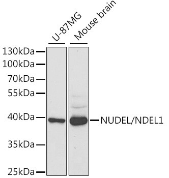 Nudel Antibody in Western Blot (WB)