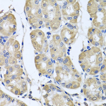 BAG5 Antibody in Immunohistochemistry (Paraffin) (IHC (P))