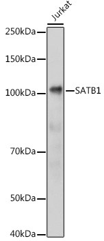 SATB1 Antibody in Western Blot (WB)