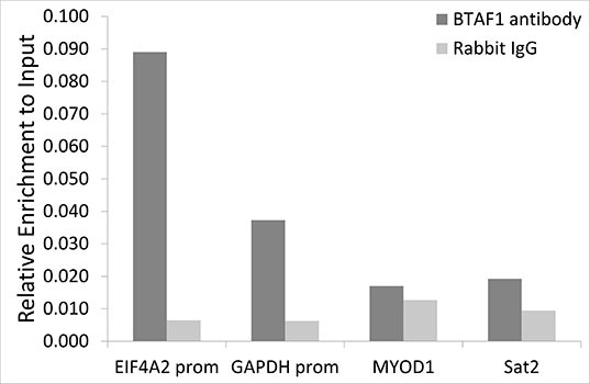 TAF172 Antibody in ChIP Assay (ChIP)