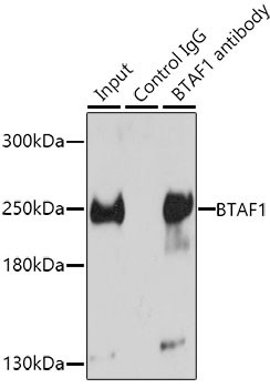 TAF172 Antibody in Immunoprecipitation (IP)