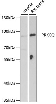 PKC theta Antibody in Western Blot (WB)