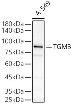 TGM3 Antibody in Western Blot (WB)