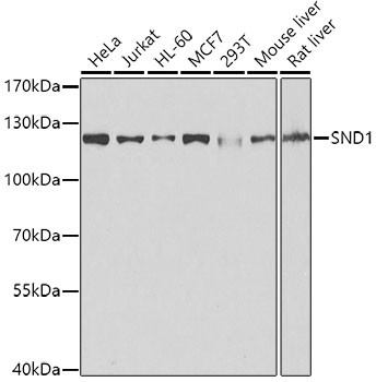 SND1 Antibody in Western Blot (WB)