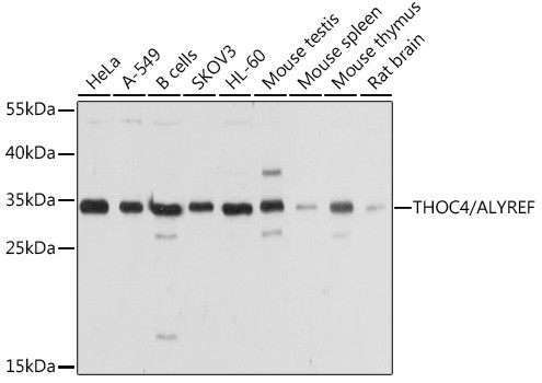 ALY Antibody in Western Blot (WB)