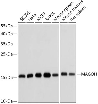 MAGOH Antibody in Western Blot (WB)