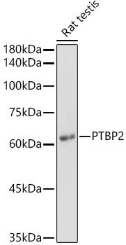 PTBP2 Antibody in Western Blot (WB)