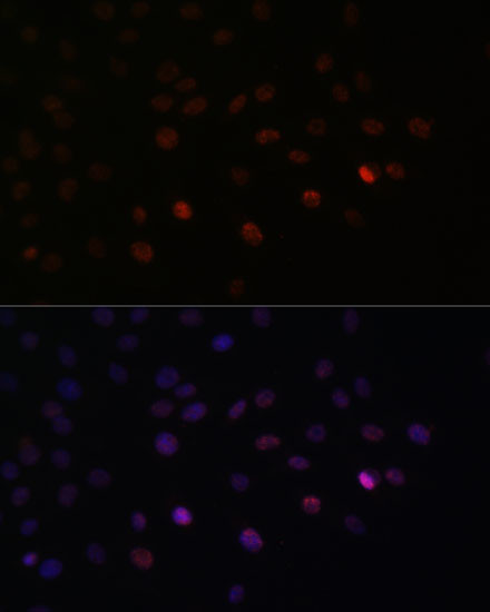 SRSF3 Antibody in Immunocytochemistry (ICC/IF)