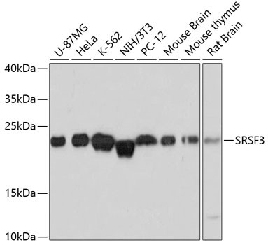 SRSF3 Antibody in Western Blot (WB)