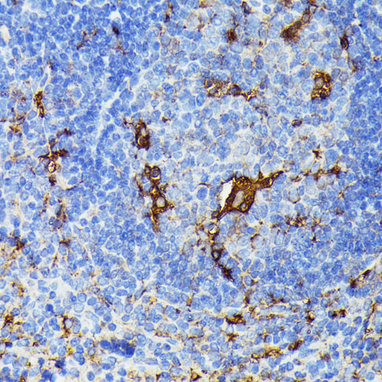 TIAL1 Antibody in Immunohistochemistry (Paraffin) (IHC (P))