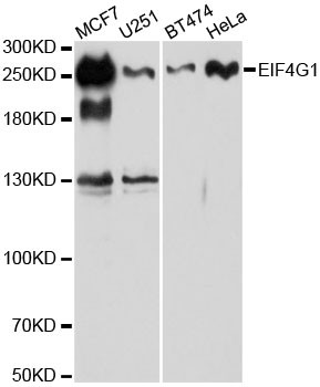 eIF4G Antibody in Western Blot (WB)