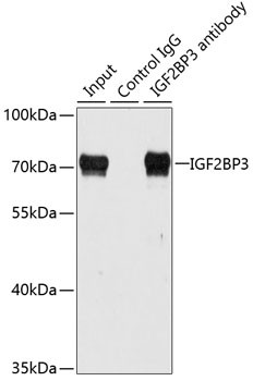 IGF2BP3 Antibody in Immunoprecipitation (IP)