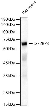 IGF2BP3 Antibody in Western Blot (WB)