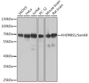 SAM68 Antibody in Western Blot (WB)