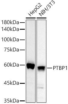 PTBP1 Antibody in Western Blot (WB)