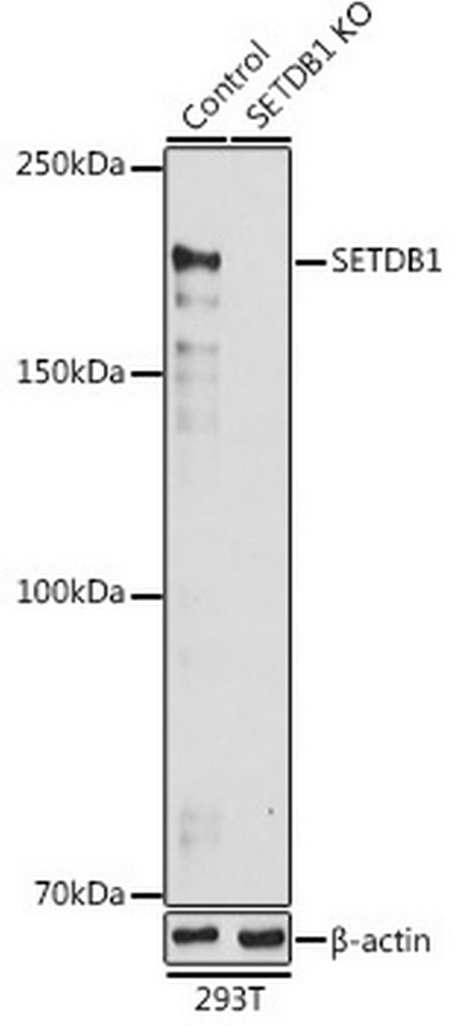 SETDB1 Antibody