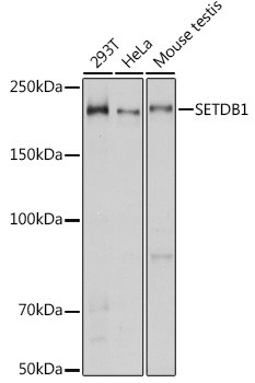 SETDB1 Antibody in Western Blot (WB)