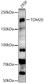 SETDB1 Antibody in Western Blot (WB)