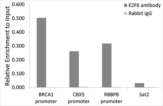 E2F6 Antibody in ChIP Assay (ChIP)