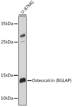 Osteocalcin Antibody in Western Blot (WB)