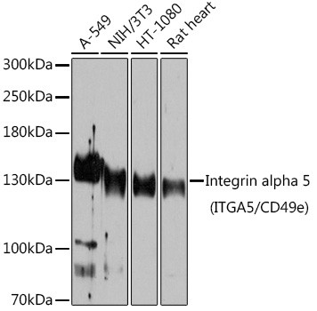 CD49e (Integrin alpha 5) Antibody in Western Blot (WB)