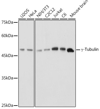 TUBG1 Antibody in Western Blot (WB)