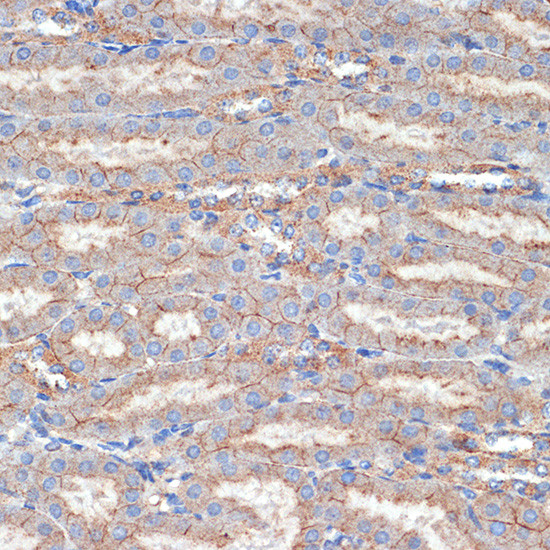 Flotillin 1 Antibody in Immunohistochemistry (Paraffin) (IHC (P))