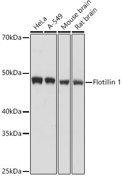 Flotillin 1 Antibody in Western Blot (WB)