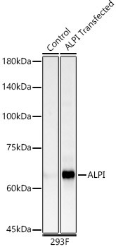 Intestinal Alkaline Phosphatase Antibody in Western Blot (WB)