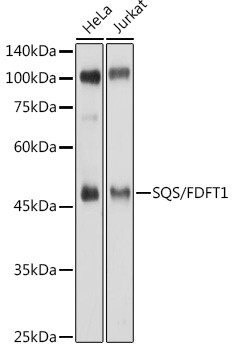 FDFT1 Antibody in Western Blot (WB)