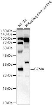 Granzyme A Antibody in Western Blot (WB)