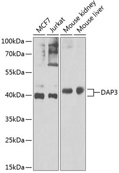 DAP3 Antibody in Western Blot (WB)