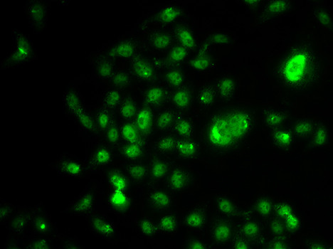 RDBP Antibody in Immunocytochemistry (ICC/IF)