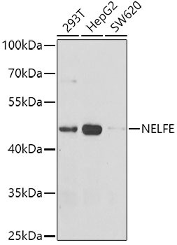 RDBP Antibody in Western Blot (WB)