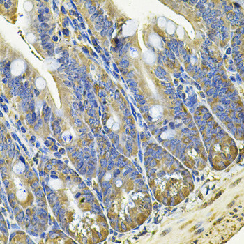 eIF3c Antibody in Immunohistochemistry (Paraffin) (IHC (P))