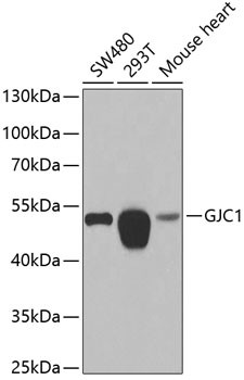 Connexin 45 Antibody in Western Blot (WB)