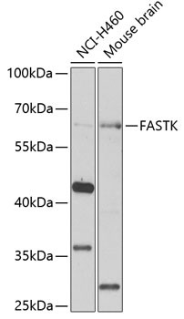 FASTK Antibody in Western Blot (WB)