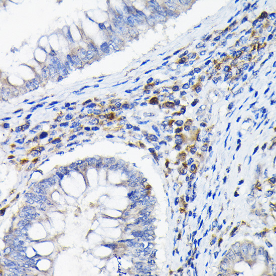 CD85k (Gp49b) Antibody in Immunohistochemistry (Paraffin) (IHC (P))