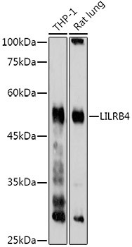 CD85k (Gp49b) Antibody in Western Blot (WB)