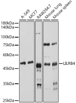 CD85k (Gp49b) Antibody in Western Blot (WB)
