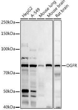 OGFR Antibody in Western Blot (WB)