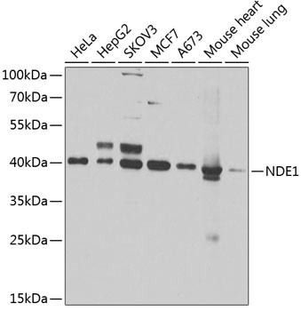 NDE1 Antibody in Western Blot (WB)