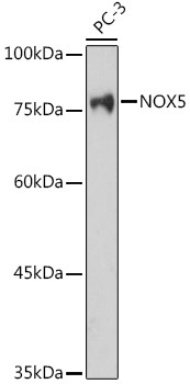 NOX5 Antibody in Western Blot (WB)