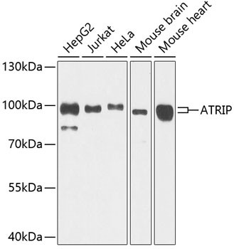 ATRIP Antibody in Western Blot (WB)