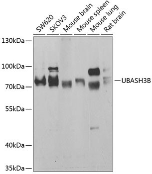 STS1 Antibody in Western Blot (WB)