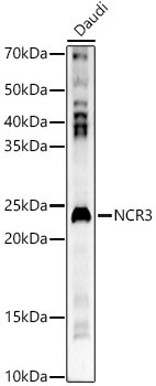 NKp30 Antibody in Western Blot (WB)